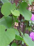 Aristoloche