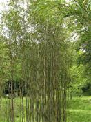 Arundinaria 'Simonii', Pleioblastus 'Simonii'