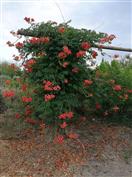 Bignone orange "Madame Galen"