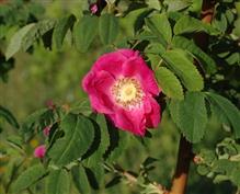 Rosa alpina, rosier des Alpes, Eglantier à fruits pendants