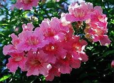 Bignone rose